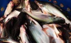 越南冷凍巴沙魚進(jìn)口報關(guān)手續(xù)及案例
